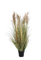 Pianta Gynerium Pampas C-Vaso H120